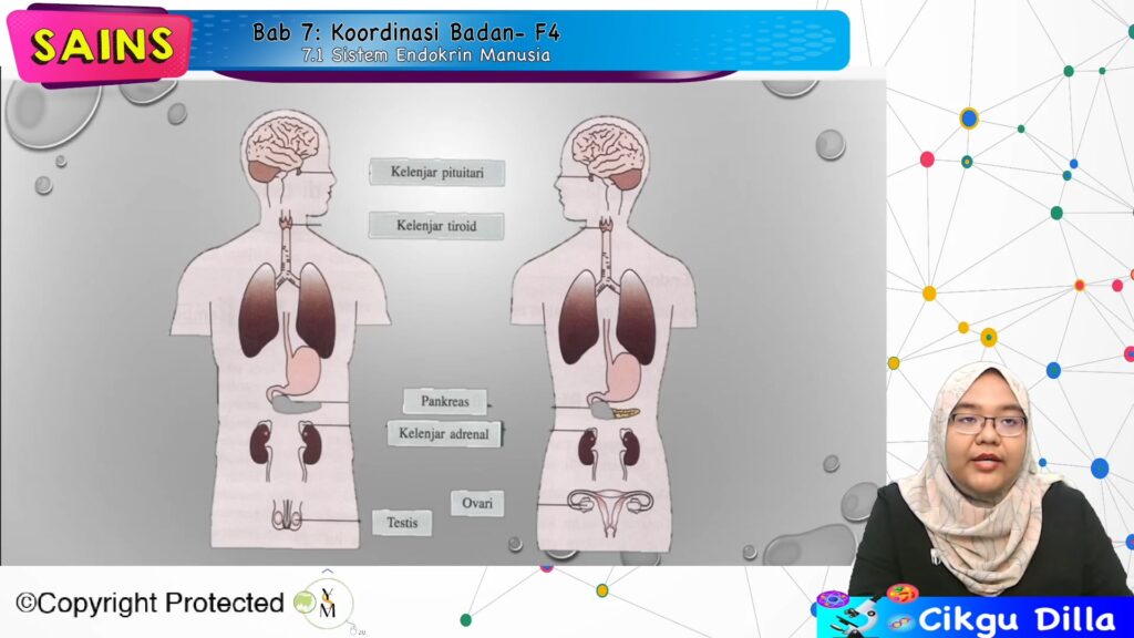 Topik 07: Koordinasi Badan – My E-Tuition