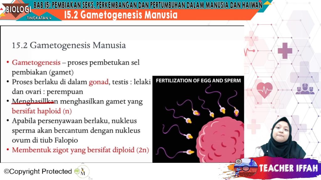 Topik 15 Pembiakan Seks Perkembangan Dan Pertumbuhan Dalam Manusia